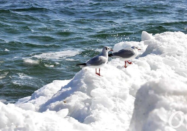 Зимове море в Одесі. 