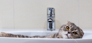 С понедельника в Днепре будут отключать воду должникам: адреса домов