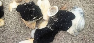 На побережье Одесской области снова обнаружили мазут