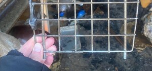 У Львові згорів гараж, де перебувало 11 котів після стерилізації