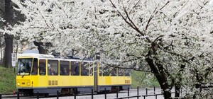 Стежити за цвітінням у різних локаціях Львова можна на карті цвітіння