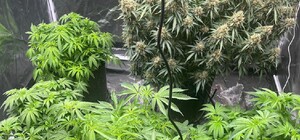 Харків'янин влаштував у квартирі нарколабораторію