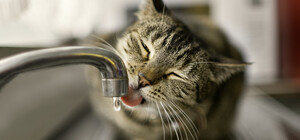 На следующей неделе в Днепре будут отключать воду должникам: адреса домов