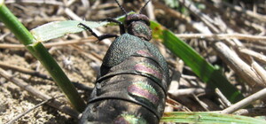 У Дніпропетровській області знайшли рідкісного отруйного жука