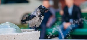 В Днепровском вузе появился необычный 