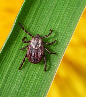 Хвороба Лайма: міфи, факти та як уберегтися