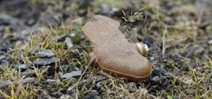 Под Харьковом женщина подорвалась на 