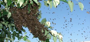 В Днепре рой пчел пленил Курчатовский рынок