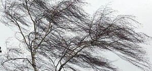 У Дніпрі шторм валить дерева: постраждали тротуари, дитячі майданчики та автівки