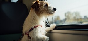 Як виїхати за кордон з домашнім улюбленцем: чек-лист довідок та документів