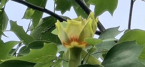 В Харькове зацвело редкое тюльпановое дерево