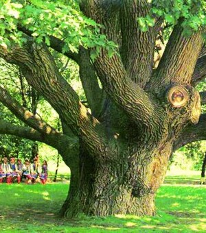 В Запорожье умер легендарный 700-летний дуб: история дерева, ставшего символом города