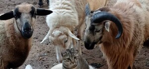 В Одеський зоопарк прилетів 