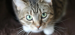 Покусав своїх господарів: у Валківській громаді виявлено випадок сказу кота