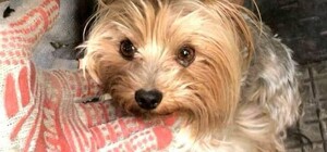 В Киеве отыскали собаку, спасшую хозяина во время массированной атаки РФ