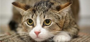 У Харківській області новий випадок сказу