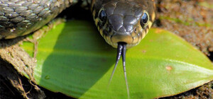 Змія напала на чоловіка у Лавочному