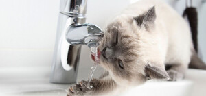 У Дніпрі на Північному другий день немає води: організовано підвіз технічної