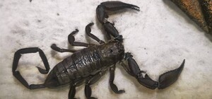 На одному з пляжів Дніпра місцеві помітили скельного скорпіона