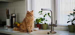 С понедельника в Днепре будут отключать воду должникам: адреса домов