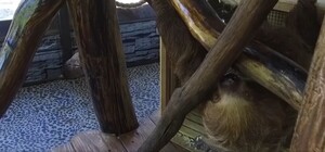 Любимцы детей: в Харьковский экопарк возвращаются сурикаты, ленивцы и львиные тамарины