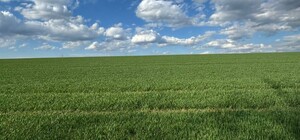 Теплиці знесли: під Харковом 400 гектарів землі повернули державі