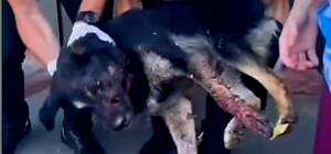 В Одесі пристрелили собаку: тварина у важкому стані (оновлено)