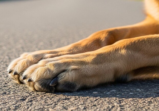 Лапы собаки. 
