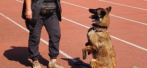 В Павлограде собака из поискового отряда во время прогулки обнаружила тело умершего человека