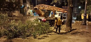 Деревопад, пошкодження автівок і кіоску: наслідки нічної негоди в Одесі