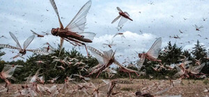 Запоріжжя атакує сарана: у місті оголосили карантин через екологічну загрозу