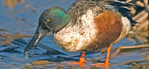 В Нижнеднестровский парк на Одесщине прилетел селезень, преодолевший почти 7000 км из Франции