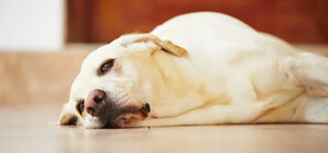 В Одеському районі намагалися втопити собаку: справу розслідує поліція