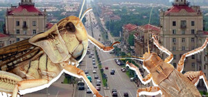 Запорожцы придумали нестандартный способ борьбы с саранчой (видео)