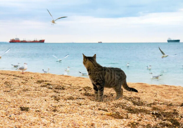 Котик на березі моря. 