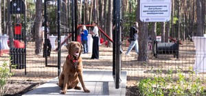 В Запорожье хотят создать специальные площадки для выгула собак во всех районах города