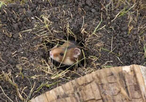 Европейский хомяк в искусственной норе. 
