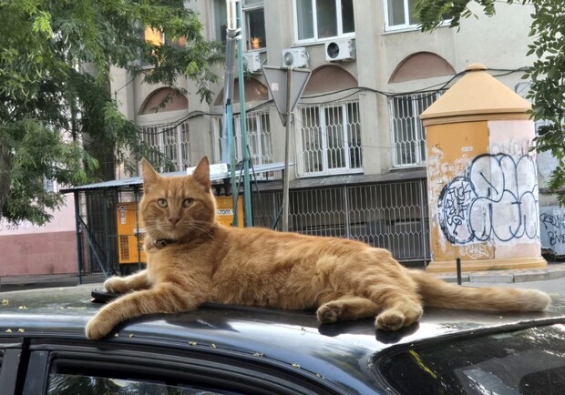 Одесский котик. 