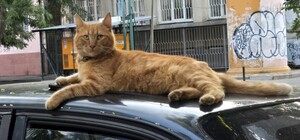 Завершення липня й перший день серпня: яка погода буде в Одесі наступного тижня