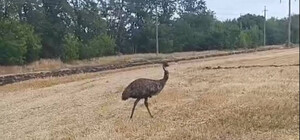 В селе под Запорожьем заметили страуса: птица ищет владельца или новый дом