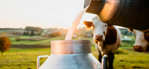 Днепропетровская область лидирует по темпам падения производства молока