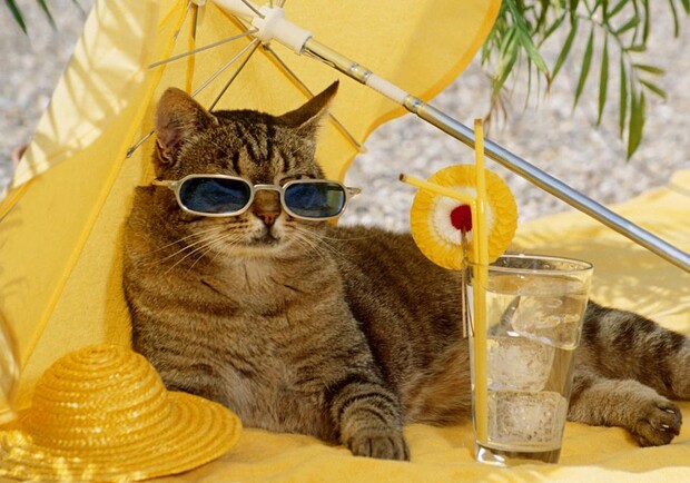 Котик під час спеки. 