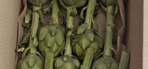 На Одещині активно вирощують артишок: нова нішева культура приваблює місцевих фермерів