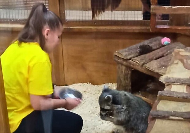 Єнот Люцифер із контактного зоопарку "Макі-Пакі". 