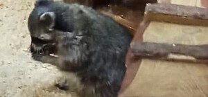 Содержание енота в контактном зоопарке в Одессе: что говорят экоинспекторы