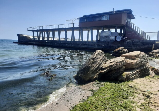 Водорості на узбережжі Одеси. 