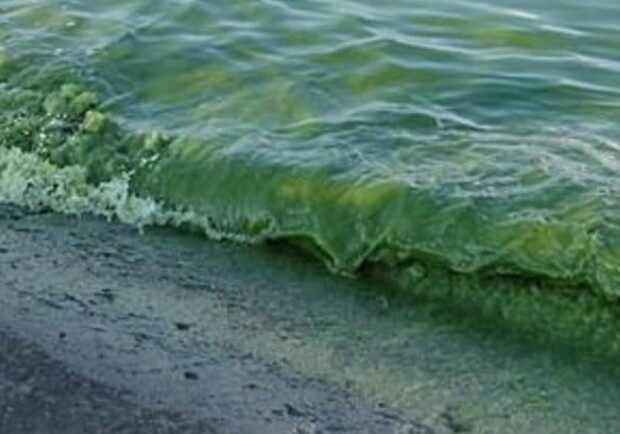 Водорості в Чорному морі. 