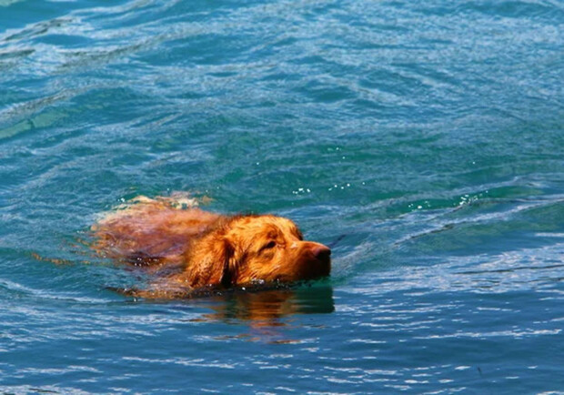 Собака плывет в воде. 