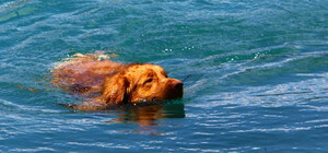 Намагався втопити: чоловіка з Одеси судитимуть за спробу вбити собаку