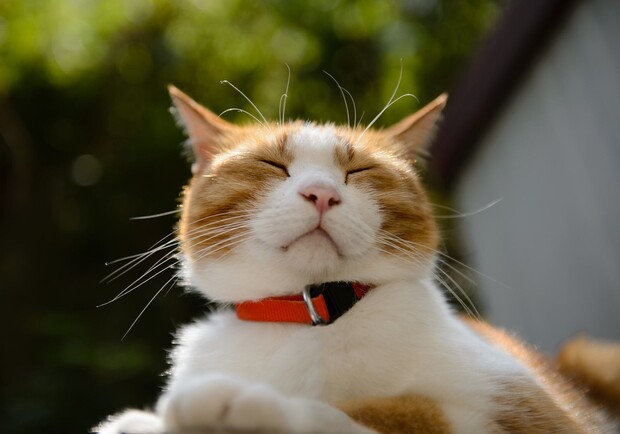 Котик греется на солнце. 